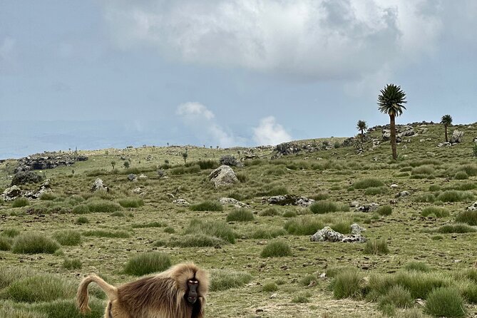 5-Day Northern Ethiopia Tour : 3D Simien Mountains Trek & Axum. - Price, meals, and packing tips for a cold-weather trek
