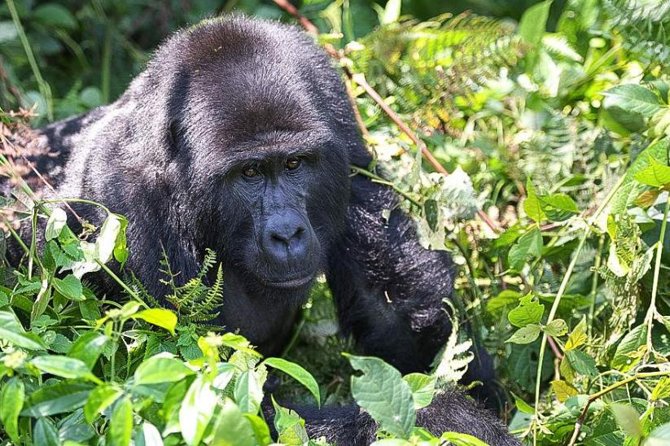 5-Day Pearl of Africa Chimps and Gorilla Trekking Safari - Key Highlights You’ll Care About