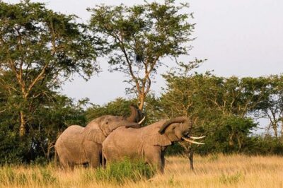 5-Day Pearl of Africa Chimps and Gorilla Trekking Safari - Day 1: Entebbe to Queen Elizabeth National Park and Your First African Night