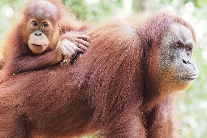 5 Day's 4 Night's jungle Tour trekking in Bukit Lawang - Key Highlights You’ll Actually Care About