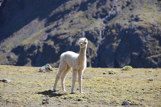 5 Day - Salkantay trek to Machu Picchu - Group Service - Camping expectations: where the experience can feel less than perfect