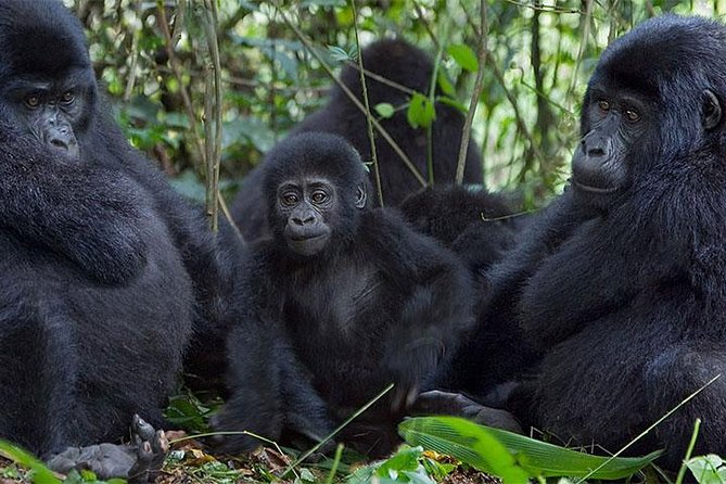 5 Days Bwindi gorilla trekking and Queen Elizabeth safari - Day 1: arriving in Uganda, getting set up in Kampala, and sleeping comfortably