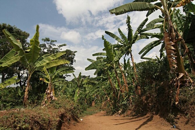 5 Days Marangu Route - Mount Kilimanjaro Trek - Day 6 descent: heath and moor to Mandara Hut, warm lunch, and back to the gate