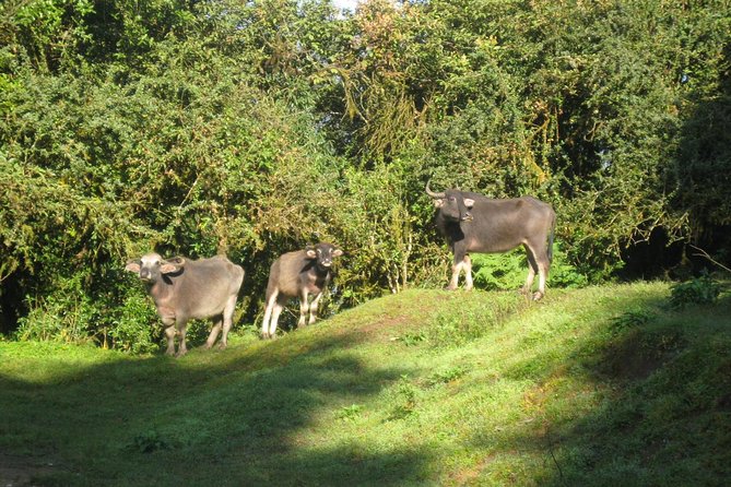 5 Days Mardi Himal Base Camp Trek - Altitude reality check at 4500 meters