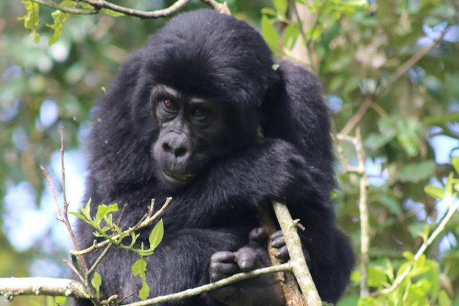 6 Day Gorillas, Golden Monkeys and Chimp Trek at Kibale - Key Things I’d Prioritize