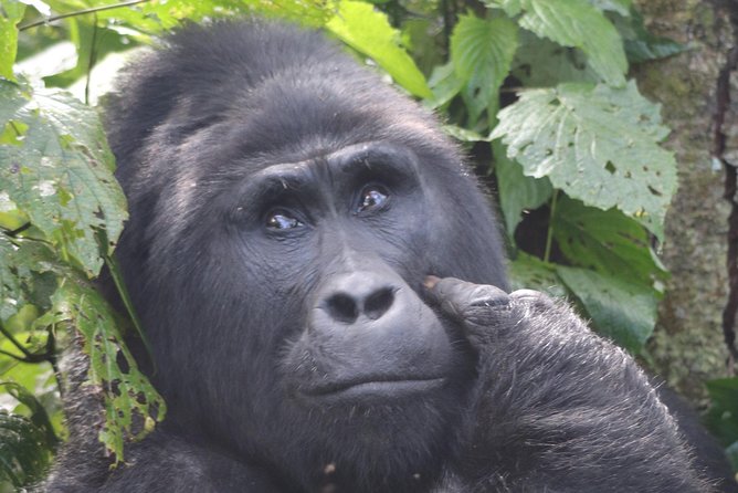 6 Day Gorillas, Golden Monkeys and Chimp Trek at Kibale - The Start: Entebbe/Kampala Into Kibale (Day 1)