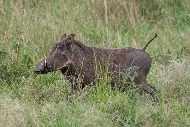 6 Day Gorillas, Golden Monkeys and Chimp Trek at Kibale - Kasenyi Plains Game Drive and the Long Slide Into Bwindi (Day 3)