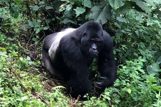 6 Day Gorillas, Golden Monkeys and Chimp Trek at Kibale - Mgahinga Golden Monkeys and Lake Bunyonyi Break Time (Day 5)