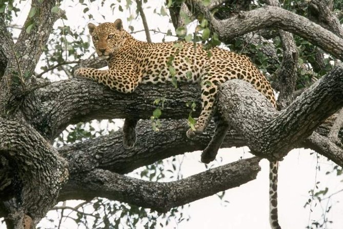 6-Day Murchison Falls, Chimp Trekking and Big Game Combo - Key things I’d focus on before you book