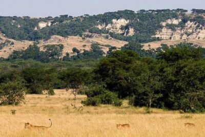 6-Day Murchison Falls, Chimp Trekking and Big Game Combo - Price and value: what $2,876 buys you (and what it doesn’t)