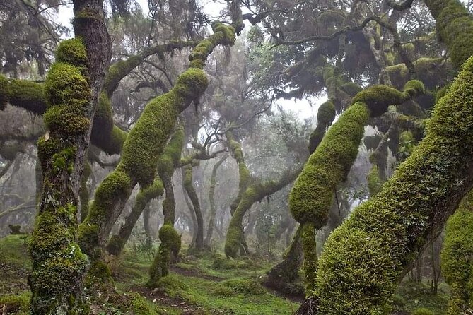 6 Days Bale Mountains Trekking - Key things that make this trek work well