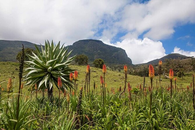 6 Days Bale Mountains Trekking - Bale Mountains trekking in Ethiopia: what you’re really signing up for