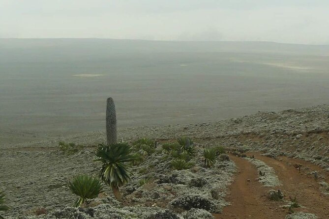 6 Days Bale Mountains Trekking - Comfort on the trail: food, water, and what camping nights really mean