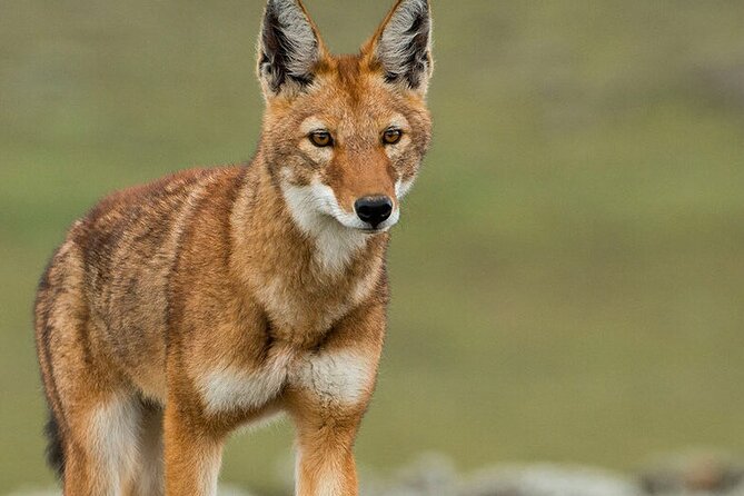 6 Days Bale Mountains Trekking - Who this trek suits best (and who should reconsider)