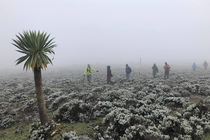 6 Days Bale Mountains Trekking - Price and value: is $488 “fair” for what’s included?