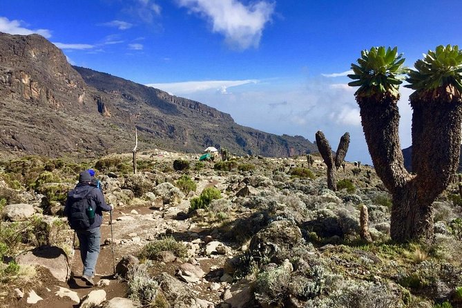 6 Days Machame Route Kilimanjaro Trekking - Day 2: Shira Camp on Moorland Ridges and Rocky Transitions