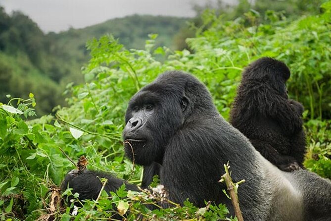 6 Days Uganda Gorilla, Chimps Trekking and Wildlife Safari - Day 1 in Entebbe: landing, getting settled, and starting calm