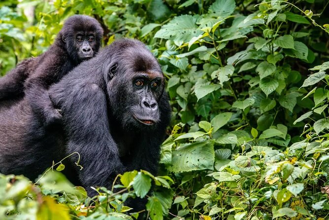 6 Days Uganda Gorilla, Chimps Trekking and Wildlife Safari - Price and value: why $3,900 can make sense for this specific combo