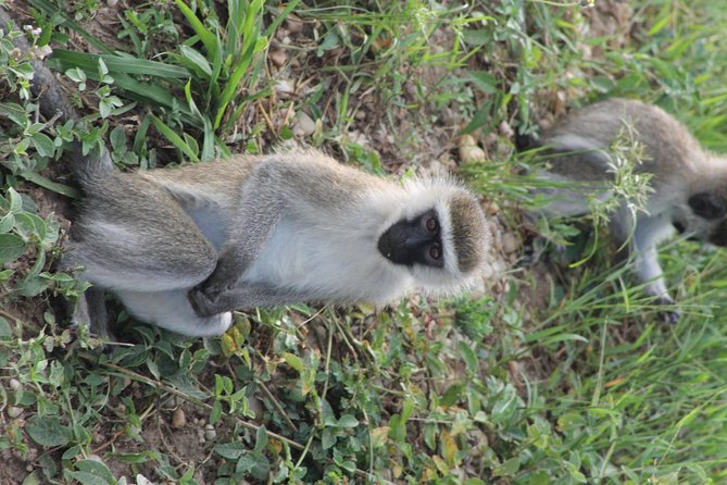 7-Day Murchison Falls, Chimps & Gorilla Trekking - Queen Elizabeth Stop and the Drive Between Big Regions
