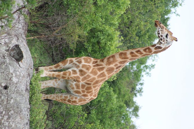 7-Day Murchison Falls, Chimps & Gorilla Trekking - Zziwa Rhino Sanctuary: A Rhino Track in the Broader Wildlife Plan