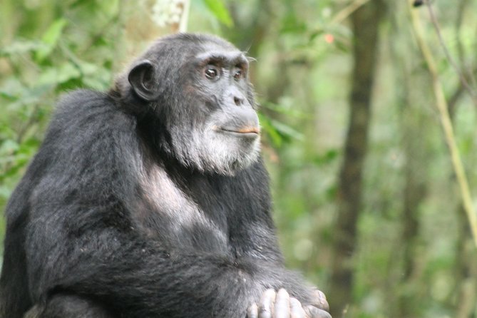 7-Day Murchison Falls, Chimps & Gorilla Trekking - Day One to Two at Murchison Falls: Plains, Rapids, and a Boat Ride