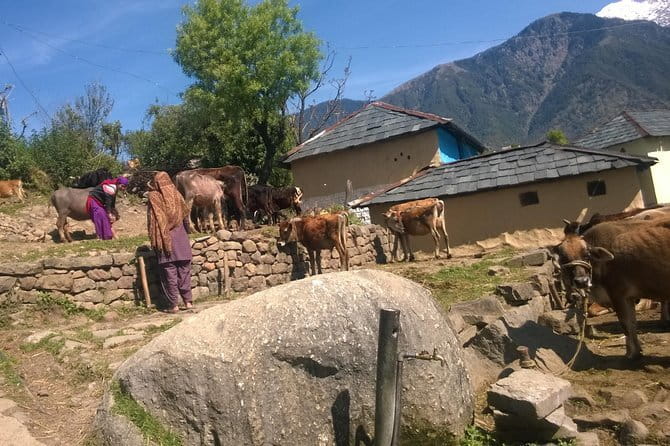 7 Days Dharamsala - Dalai Lama home Trek - Morning to the Trailhead: Satobari Village, pine forests, and a descent rhythm
