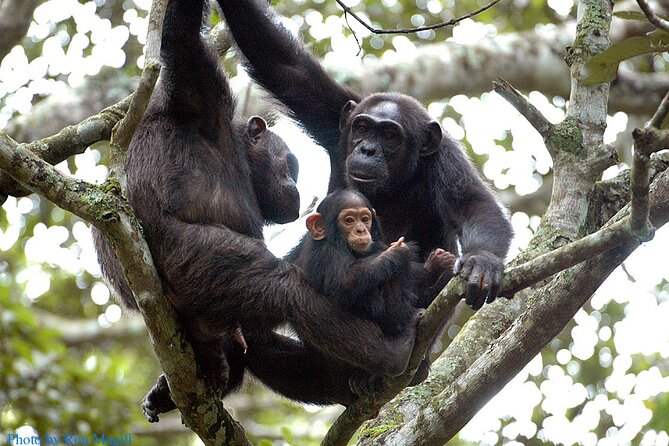8-Day Murchison Falls, Chimp and Epic Gorilla Trekking - Key things to know before you go