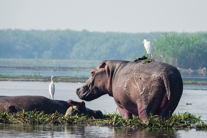 8-Day Murchison Falls, Chimp and Epic Gorilla Trekking - Price and logistics: what $12,000 per group really buys