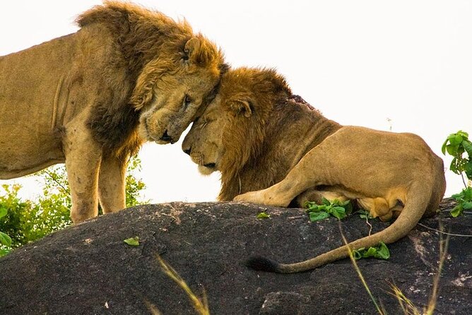 8-Day Murchison Falls, Chimp and Epic Gorilla Trekking - Nile Delta boat safari before Kibale: birds, fishermen, and Lake Albert views
