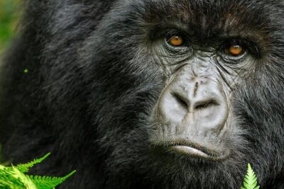 8-Day Murchison Falls, Chimp and Epic Gorilla Trekking - Murchison Falls National Park: rhinos, big-game drives, and the boat to the falls