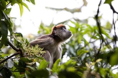 8-Day Murchison Falls, Chimp and Epic Gorilla Trekking Safari - Key takeaways before you go