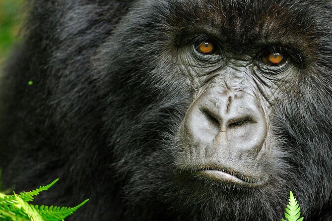 8-Day Murchison Falls, Chimp and Epic Gorilla Trekking - Murchison Falls National Park: rhinos, big-game drives, and the boat to the falls