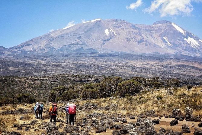 8 Days Lemosho Route Kilimanjaro Trekking - Day 1 Rainforest Hike to the First Camp: Warm-Up with Real “Wow”