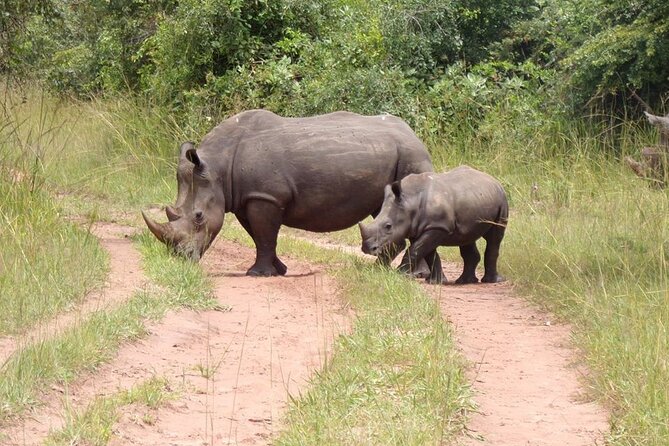 9 day Gorilla Trekking, Chimpanzee & Wilderness Safari (mid-range) - What this 9-day best-of Uganda route gets right