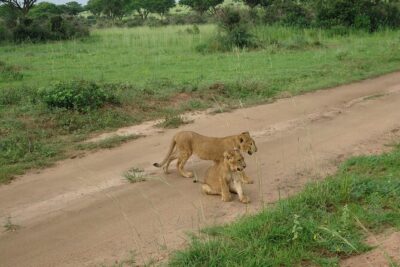 9 day Gorilla Trekking, Chimpanzee & Wilderness Safari (mid-range) - Murchison Falls: early game drive plus Nile waterfall cruise