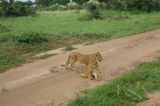 9 day Gorilla Trekking, Chimpanzee & Wilderness Safari (mid-range) - Murchison Falls: early game drive plus Nile waterfall cruise