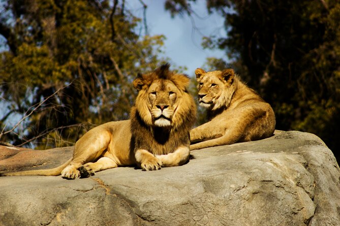 9 Days Uganda Wildlife Safaris, Gorilla Trekking & Hiking - Kibale Forest chimp tracking: primates first, photos later