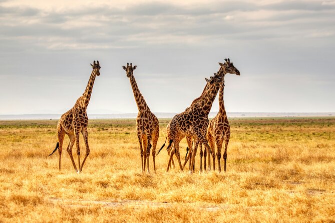 9 Days Uganda Wildlife Safaris, Gorilla Trekking & Hiking - Batwa village walk and cultural moments you can actually plan around
