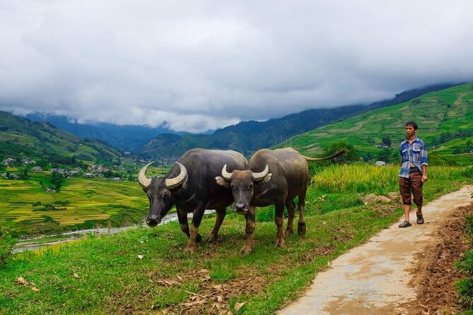 A day Trek to Rice Field in LaoChai-Tavan village-MuongHoa valley - Muong Hoa Valley at 9:00am: the Walk That Keeps Its Promise
