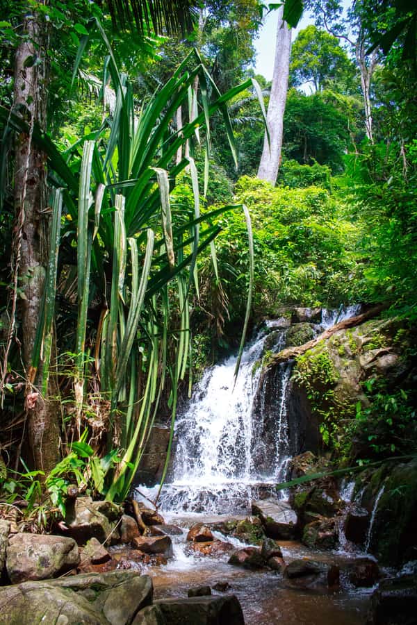 A Jungle-to-Sea Kayaking & Trekking Adventure in Phuket - Bang Rong Pier Mangrove Kayaking, Self-Paddler Style