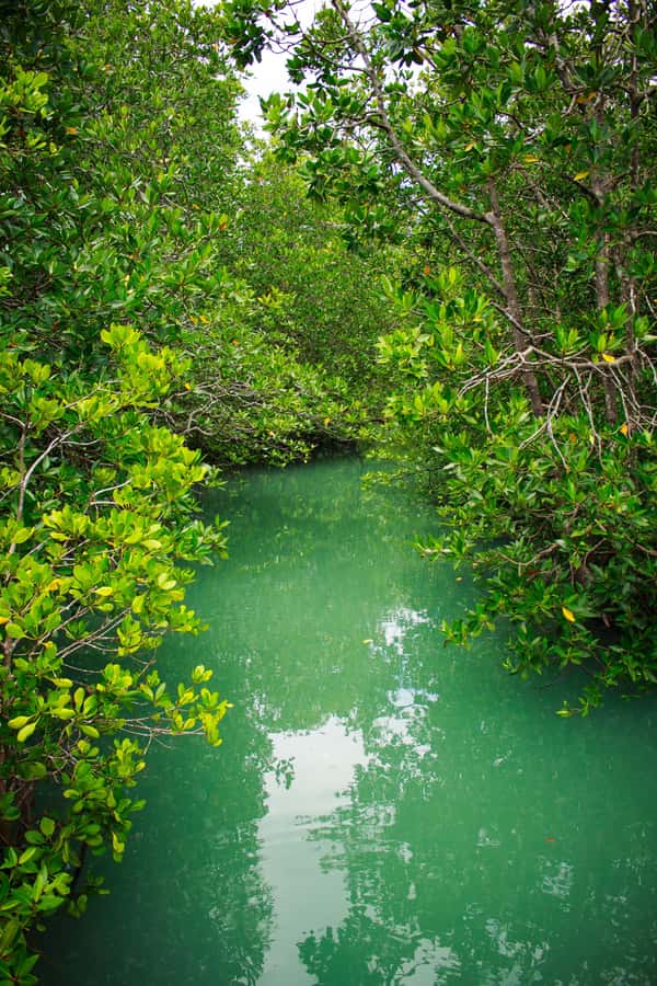 A Jungle-to-Sea Kayaking & Trekking Adventure in Phuket - Khao Phra Thaeo National Park and the Ton Sai Waterfall Hike