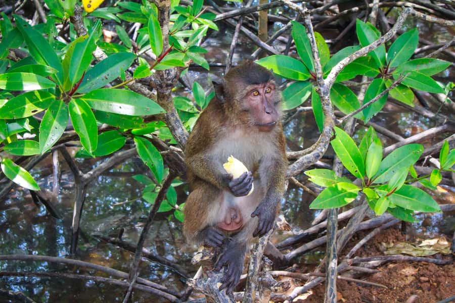 A Jungle-to-Sea Kayaking & Trekking Adventure in Phuket - Price and Value: Is $86 Worth It?