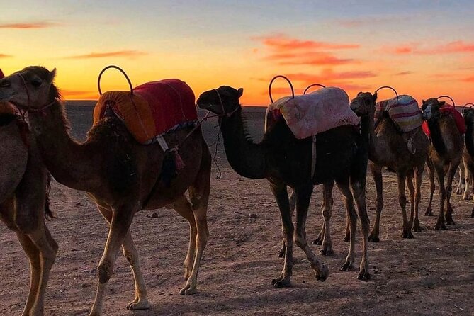 Agafay Desert-And Atlas Mountains & Camel-Trek-Day Trip From Marrakech - The guided hike near Imlil: 1–2 hours that you’ll actually enjoy