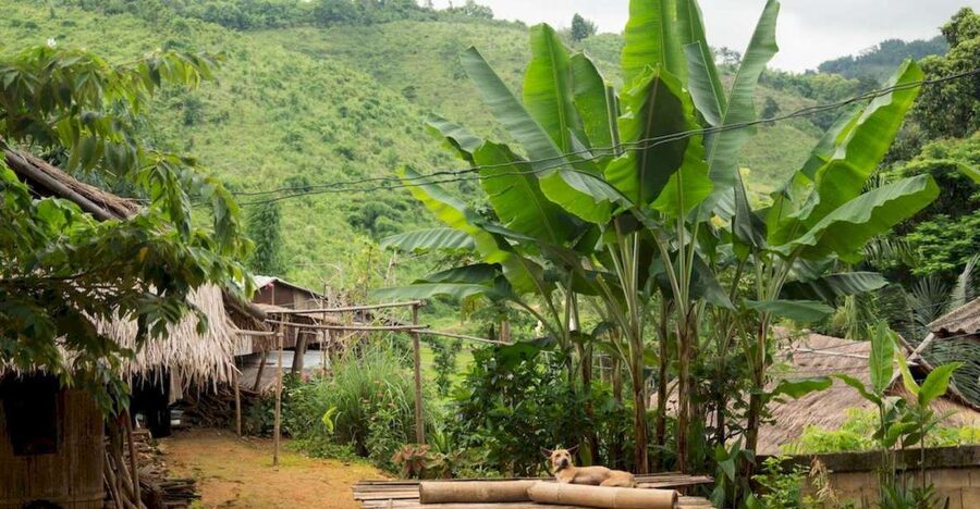Akha & Lahu village trekking 1 day - Bamboo-cooked lunch: the meal you’ll remember