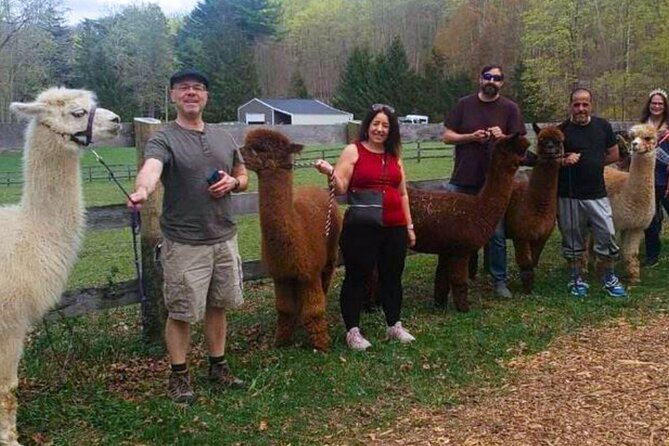 Alpaca and Llama Trek in Pleasant Valley - The 1-hour loop: fields, wooded paths, and solo animal time