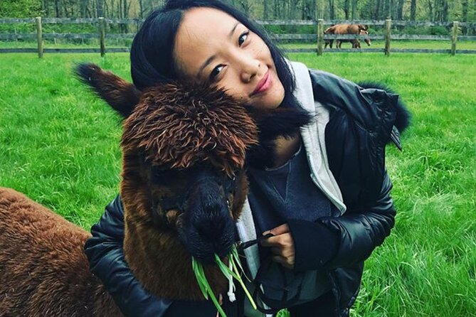 Alpaca and Llama Trek in Pleasant Valley - Photo-ready animals: how to get the best selfies without making it weird