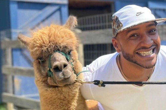 Alpaca and Llama Trek in Pleasant Valley - Should you book Lilymoore Farm’s alpaca and llama trek?
