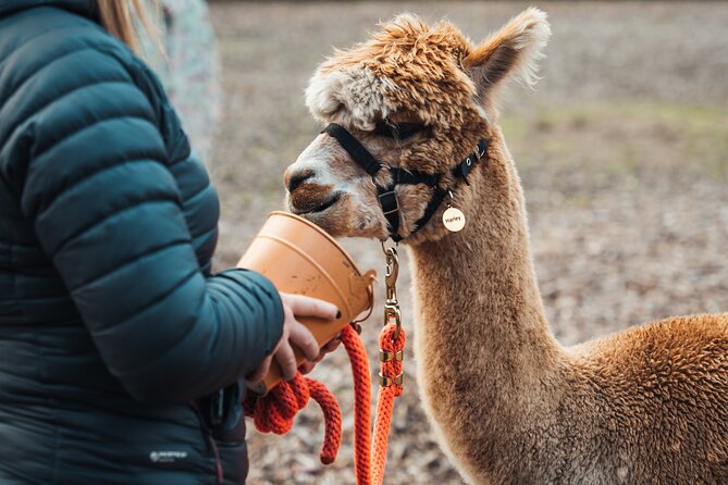 Alpaca & Donkey Trekking Experience at Wetley Moor Common - Meeting the Alpacas or Donkeys: What to Expect Step by Step