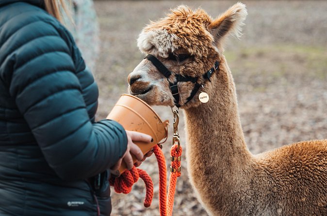 Alpaca & Donkey Trekking Experience at Wetley Moor Common - Mud, Weather, and Footwear: How to Stay Comfortable