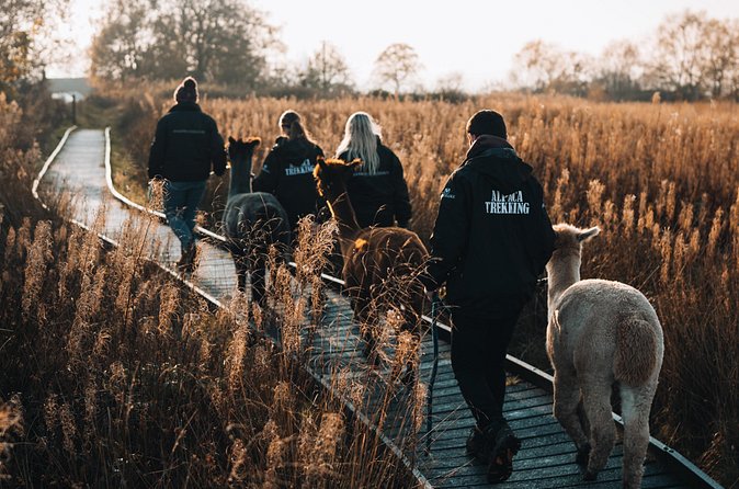 Alpaca & Donkey Trekking Experience at Wetley Moor Common - Price and Value: Is $41.13 for an Hour Fair?